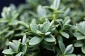 Leaves of a shrubby veronica, Hebe topiaria