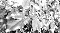 Leaves siluete. Halftone Vector illustration. Royalty Free Stock Photo