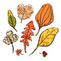 Leaves sketches set. Hand drawn textured herbs Royalty Free Stock Photo