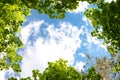 Leaves and sky