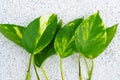 leaves of small sprouts of a houseplant on perlite. neutral material for plants Royalty Free Stock Photo