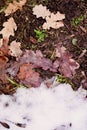 Leaves in the snow. Contrast autumn, winter. Change of the season Royalty Free Stock Photo