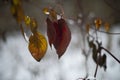 Leaves in snow. Last leaves in autumn. Plants in winter Royalty Free Stock Photo