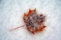 Leaves in the snow