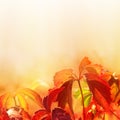 Leaves on soft color background
