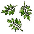 Leaves of Solanaceous Plants. Potato or Tomato Leaf. Botanical or Gardening Illustration. Vegetable Grow. Realistic Hand Drawn Ill
