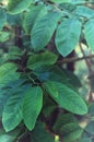 Leaves Soursop tree Annona muricata. plant to make tea drinkin