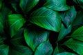 Closeup tropical green leaves nature in the garden and dark tone background concept