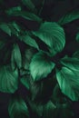 Leaves of Spathiphyllum cannifolium, abstract green dark texture, nature background Royalty Free Stock Photo