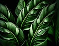 Leaves of spathiphyllum cannifolium abstract green tea, digital illustration artwork