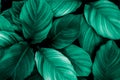 Green leaves nature background, closeup leaves textureleaves of Spathiphyllum cannifolium, abstract green texture, nature backgro Royalty Free Stock Photo