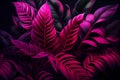 leaves of Spathiphyllum cannifolium, abstract purple texture, nature background, tropical leaf