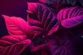 leaves of Spathiphyllum cannifolium, abstract purple texture, nature background, tropical leaf Royalty Free Stock Photo