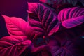 leaves of Spathiphyllum cannifolium, abstract purple texture, nature background, tropical leaf