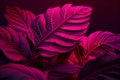 leaves of Spathiphyllum cannifolium, abstract purple texture, nature background, tropical leaf Royalty Free Stock Photo