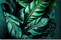 Leaves of spathiphyllum cannifolium colorful, nature, plants and trees