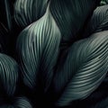 leaves of Spathiphyllum cannifolium in the garden, abstract green texture, nature dark tone background, tropical leaf Royalty Free Stock Photo