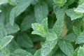 Spearmint plant Mentha spicata var. crispa Royalty Free Stock Photo