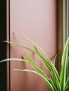 Leaves of a spider plant in front of a pink wall indoors with so Royalty Free Stock Photo