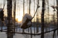 Leaves in the spiderweb and with a small snowdrift on top. Setting sun. Winter in the Far North of Russia. Royalty Free Stock Photo