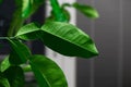 Leaves and spikes of pomelo tree planted in the flat.