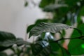 Leaves and spikes of pomelo tree planted in the flat.