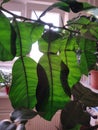 Leaves and spikes of pomelo tree planted in the flat.