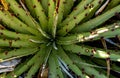 Leaves With Spines In Sotol Plant In Big Bend