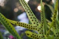 Leaves with spots