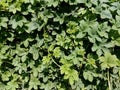 Leaves spring green ivy on the wall Royalty Free Stock Photo