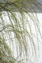 Leaves of spring willow near water Royalty Free Stock Photo
