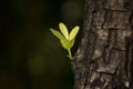Leaves sprouting from the big trees. DOF shallow Royalty Free Stock Photo