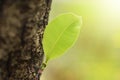 Leaves sprouting from the big trees. Royalty Free Stock Photo