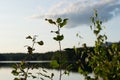 Leaves Stand Tall Along a Beautiful Lake Royalty Free Stock Photo