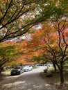 The leaves are starting to turn yellow in the beautiful cold autumn at Naejangsan