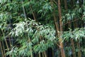 Leaves and steams of moso bamboo, Phyllostachys edulis Royalty Free Stock Photo