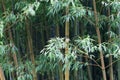 Leaves and steams of moso bamboo, Phyllostachys edulis Royalty Free Stock Photo