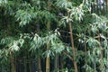 Leaves and steams of moso bamboo, Phyllostachys edulis