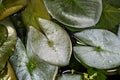 Leaves of Stellata Dwarf Water Lily Royalty Free Stock Photo