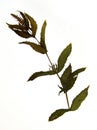 Leaves and stem of Peppermint