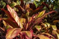 Leaves and stems of a red cabbage palm (cordyline fruticosa \'rubra\') with remains on flowers on infloresence Royalty Free Stock Photo