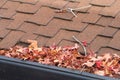 Leaves and sticks clog rain gutter on a home, close up Royalty Free Stock Photo