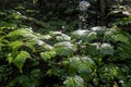 Damp Leaves Glisten in the Sun in Algonquin Park, Ontario Royalty Free Stock Photo