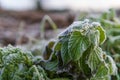 Leaves of a stinging nettle covered with ice crystals of hoarfrost on a winter morning. Concepts of winter season, cold weather.