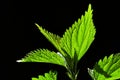 Leaves of stinging nettle Urtica Dioica in afternoon spring sun on black background Royalty Free Stock Photo