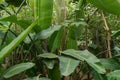 leaves of Strelitzia nicolai growth