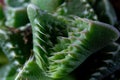 Leaves of the succulent plant Faucaria tuberculosa Royalty Free Stock Photo