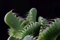Leaves of the succulent plant Faucaria tuberculosa Royalty Free Stock Photo