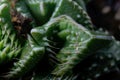 Leaves of the succulent plant Faucaria tuberculosa Royalty Free Stock Photo