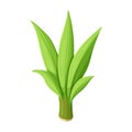 Leaves of sugarcane vector icon.Cartoon vector icon isolated on white background leaves of sugarcane .